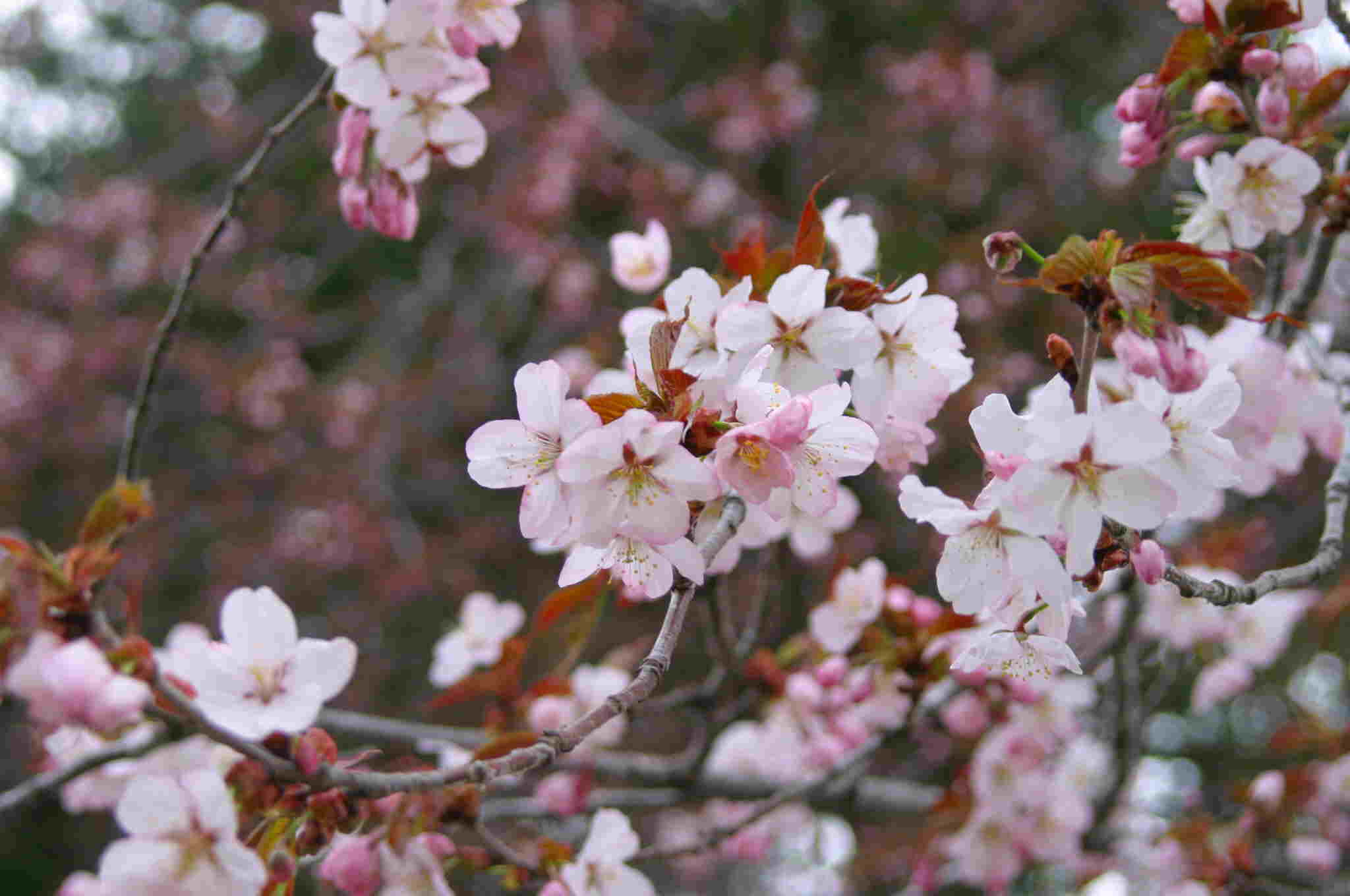 桜 桜